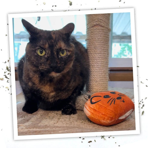 MeowIjuana Get Spooked Pumpkin Refillable Cat Toy - Poudre Pet & Feed Supply 4